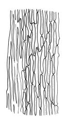 Dicranoloma robustum “cylindropyxis” growth form, lower laminal cells at margin. Drawn from isolectotype, R. Helms 62, CHR 536478.
 Image: R.C. Wagstaff © Landcare Research 2018 